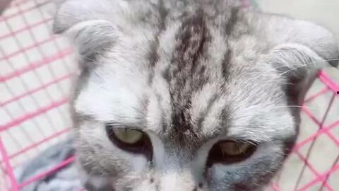 猫咪国产小视频,国产猫咪短视频里的温馨瞬间